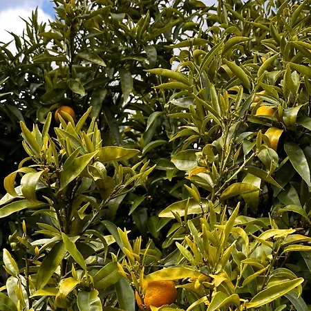 Mountain View 2 Bedroom * Alcobaça